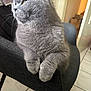 cat, gray_cat, feline, pet, indoor, chair, armrest, fur, whiskers, closeup, looking_away, domestic_animal, cozy, home, floor_tiles, soft_light, curious, resting, animal, mammal