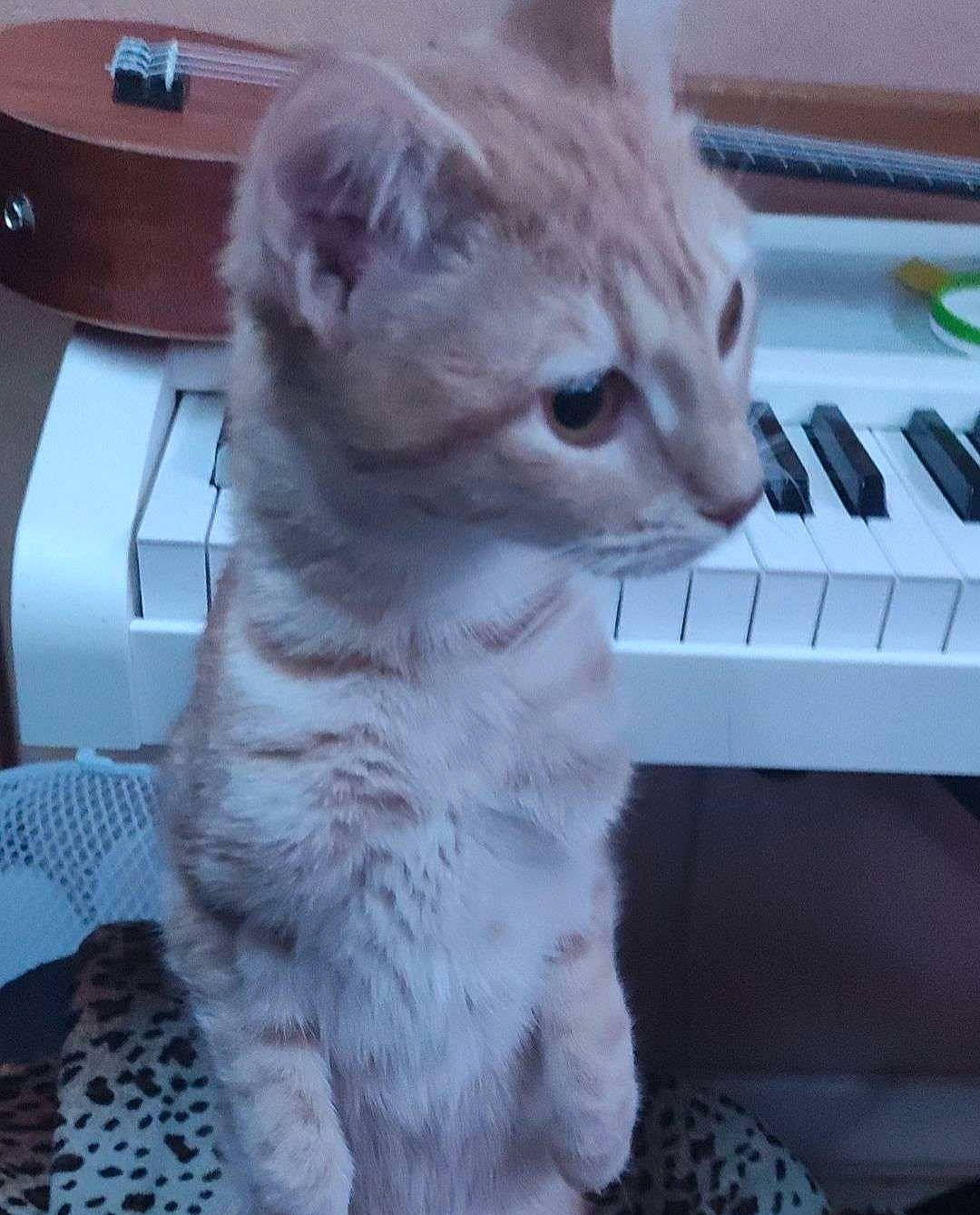 Gamora a rejoint le concours — aidez-le/la à gagner de superbes lots ! carnivore, cat, claw, domestic_short_haired_cat, fawn, felidae, fur, keyboard, musical_instrument, musical_keyboard, paw, piano, small_to_medium_sized_cats, snout, tail, terrestrial_animal, whiskers