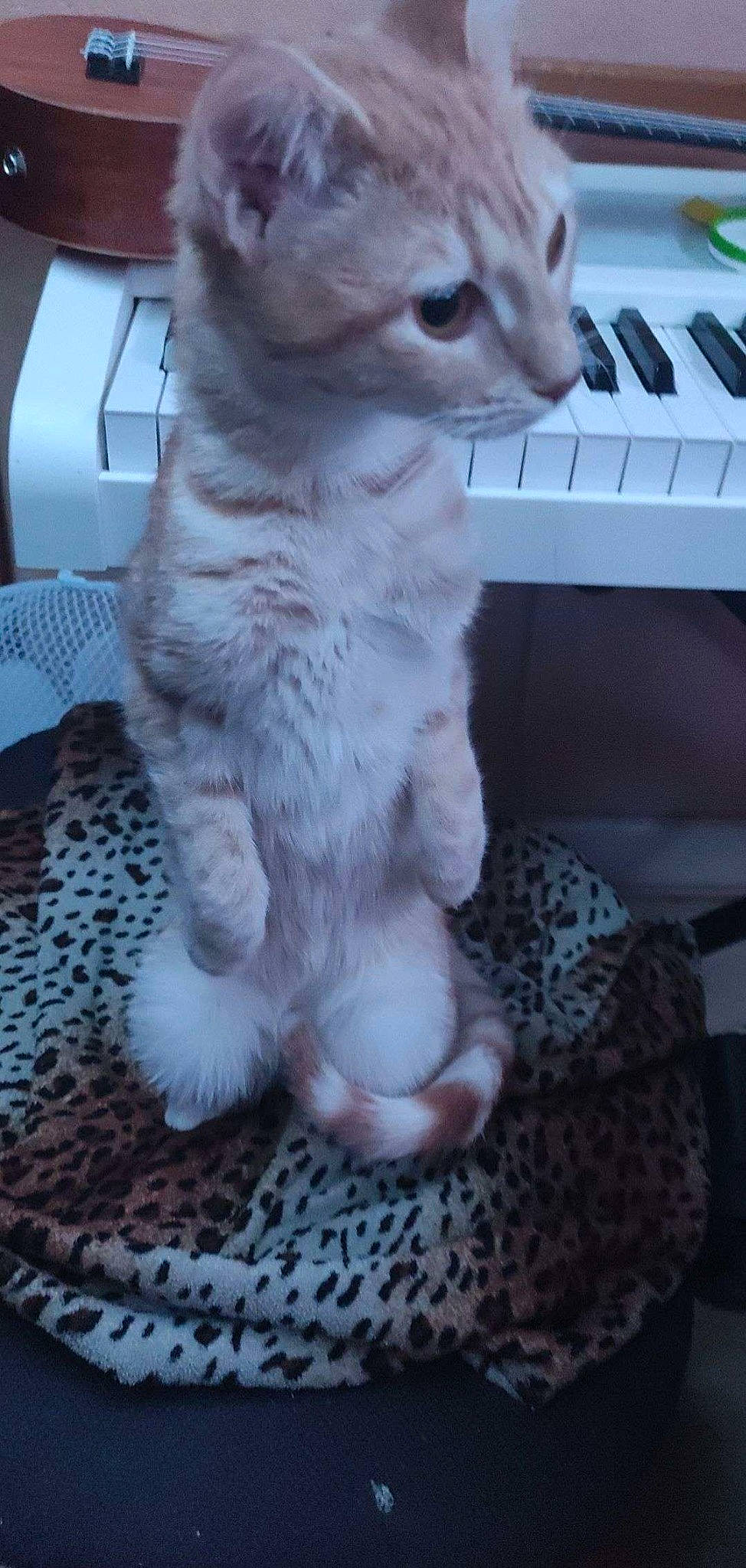 Gamora participe au concours pour gagner de l'argent avec cette photo : carnivore, cat, computer_keyboard, domestic_short_haired_cat, electronic_musical_instrument, fawn, felidae, fur, input_device, keyboard, laptop, musical_instrument, musical_keyboard, paw, peripheral, small_to_medium_sized_cats, snout, tail, terrestrial_animal, whiskers