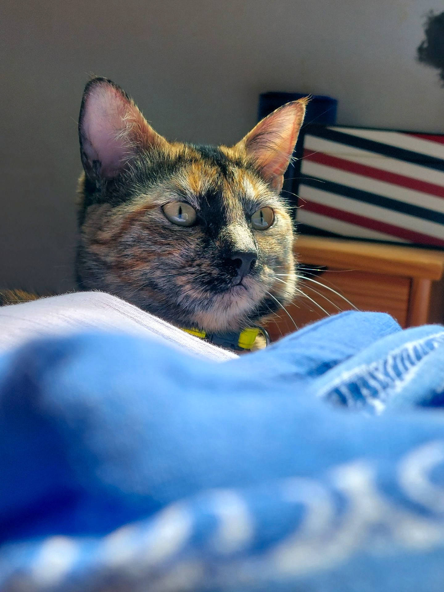 Tequila participe au concours pour gagner de l'argent avec cette photo : bed, blue, carnivore, cat, comfort, domestic_short_haired_cat, electric_blue, felidae, fur, linens, pillow, sand, sitting, small_to_medium_sized_cats, snout, terrestrial_animal, whiskers, wildlife