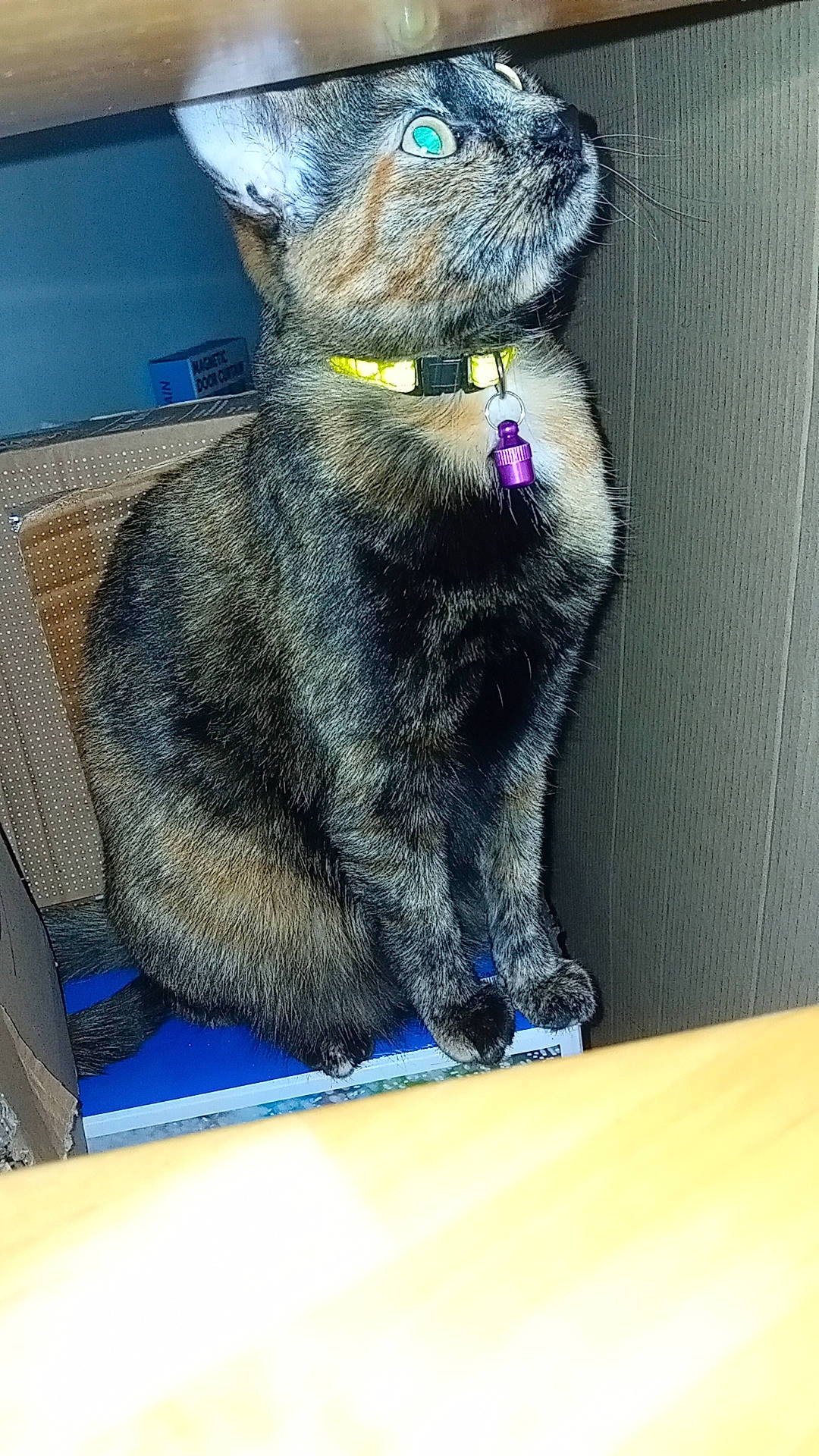 Tequila a rejoint le concours — aidez-le/la à gagner de superbes lots ! art, blue, carnivore, cat, claw, domestic_rabbit, domestic_short_haired_cat, electric_blue, felidae, fur, plush, rabbit, sitting, small_to_medium_sized_cats, snout, stuffed_toy, tail, terrestrial_animal, toy, whiskers