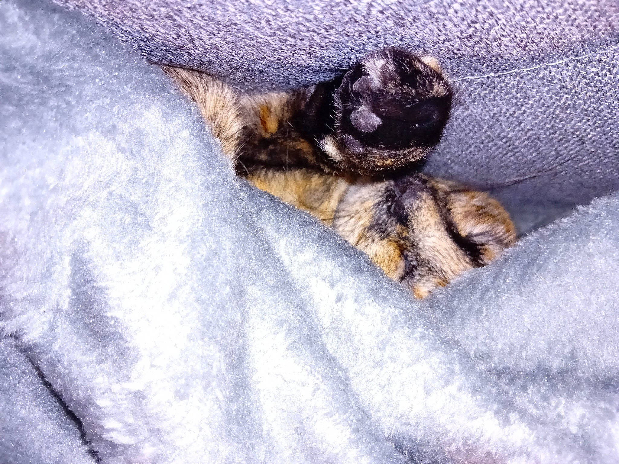 Tequila participe au concours pour gagner de l'argent avec cette photo : bed, bed_sheet, carnivore, cat, claw, comfort, dog_breed, domestic_short_haired_cat, fawn, felidae, fur, grey, linens, paw, small_to_medium_sized_cats, snout, tail, textile, whiskers, wool