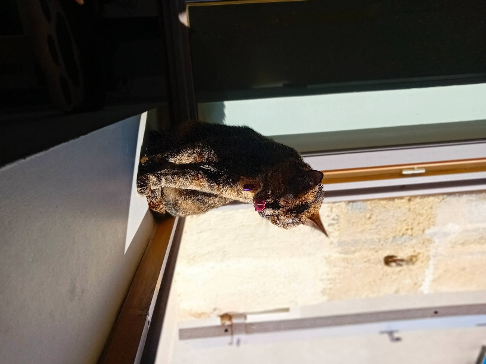 Tequila a rejoint le concours — aidez-le/la à gagner de superbes lots ! bat, cuisine, dish, felidae, fish, food, hardwood, reptile, room, tail, terrestrial_animal, true_toad, wood