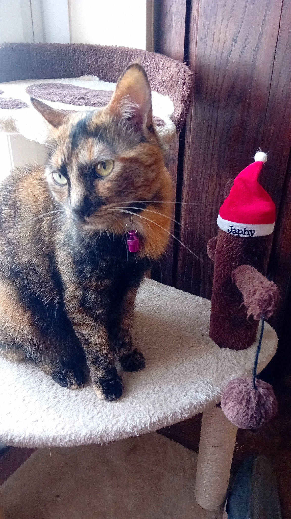 Tequila a rejoint le concours — aidez-le/la à gagner de superbes lots ! beanie, cap, carmine, carnivore, cat, claw, comfort, costume_hat, domestic_short_haired_cat, felidae, fur, hat, metal, nap, paw, sitting, small_to_medium_sized_cats, snout, tail, whiskers