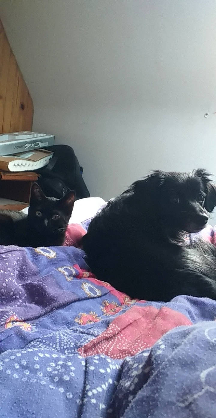 Pyxel a rejoint le concours — aidez-le/la à gagner de superbes lots ! black_hair, canidae, carnivore, dog, dog_breed, guard_dog, labrador_retriever, sporting_group