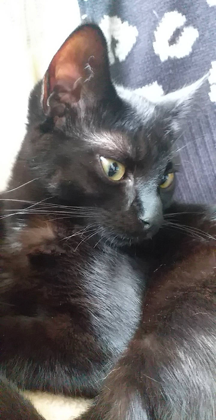 Pyxel a rejoint le concours — aidez-le/la à gagner de superbes lots ! asian, black_cat, bombay, burmese, carnivore, cat, domestic_long_haired_cat, domestic_short_haired_cat, felidae, german_rex, javanese, kitten, korat, mammal, nebelung, oriental_longhair, small_to_medium_sized_cats, snout, vertebrate, whiskers