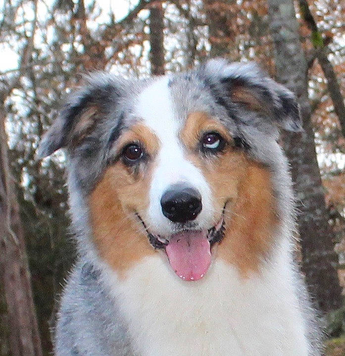 Baylee joined the competition — help win amazing prizes! ancient_dog_breeds, art, australian_collie, australian_shepherd, carnivore, companion_dog, dog, dog_breed, fur, herding_dog, miniature_australian_shepherd, plant, snout, snow, sporting_group, terrestrial_animal, tree, whiskers, winter, working_dog