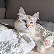 Umi participe au concours pour gagner de l'argent avec cette photo : cat, blue_eyes, fluffy, couch, blanket, white_blanket, knitted, fringes, indoor, sunlight, relaxed, pet, feline, soft_fur, paw_pads, cozy, comfort, resting, closeup, domestic_animal