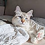cat, blue_eyes, fluffy, couch, blanket, white_blanket, knitted, fringes, indoor, sunlight, relaxed, pet, feline, soft_fur, paw_pads, cozy, comfort, resting, closeup, domestic_animal