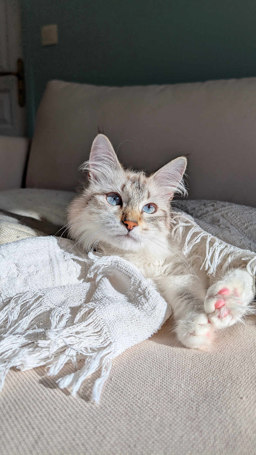 Umi participe au concours pour gagner de l'argent avec cette photo : cat, blue_eyes, fluffy, couch, blanket, white_blanket, knitted, fringes, indoor, sunlight, relaxed, pet, feline, soft_fur, paw_pads, cozy, comfort, resting, closeup, domestic_animal