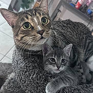 Taco And Gray is registered to the contest to win money with this photo: cat, kitten, tabby, pet, animal, feline, snuggling, cozy, indoor, home, fur, whiskers, ears, curious, perch, soft, cute, resting, companions, domestic