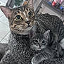 cat, kitten, tabby, pet, animal, feline, snuggling, cozy, indoor, home, fur, whiskers, ears, curious, perch, soft, cute, resting, companions, domestic