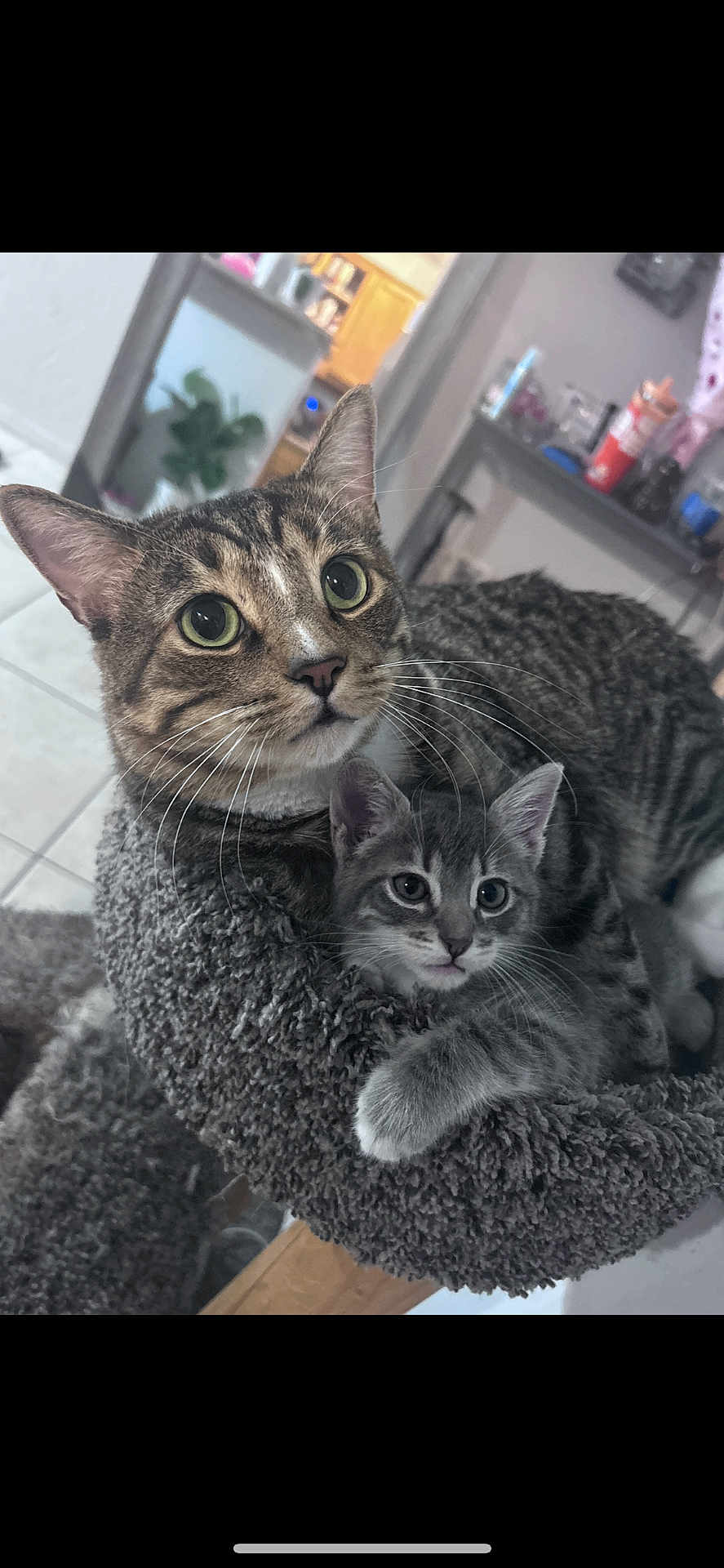 Taco And Gray is registered to the contest to win money with this photo: cat, kitten, tabby, pet, animal, feline, snuggling, cozy, indoor, home, fur, whiskers, ears, curious, perch, soft, cute, resting, companions, domestic