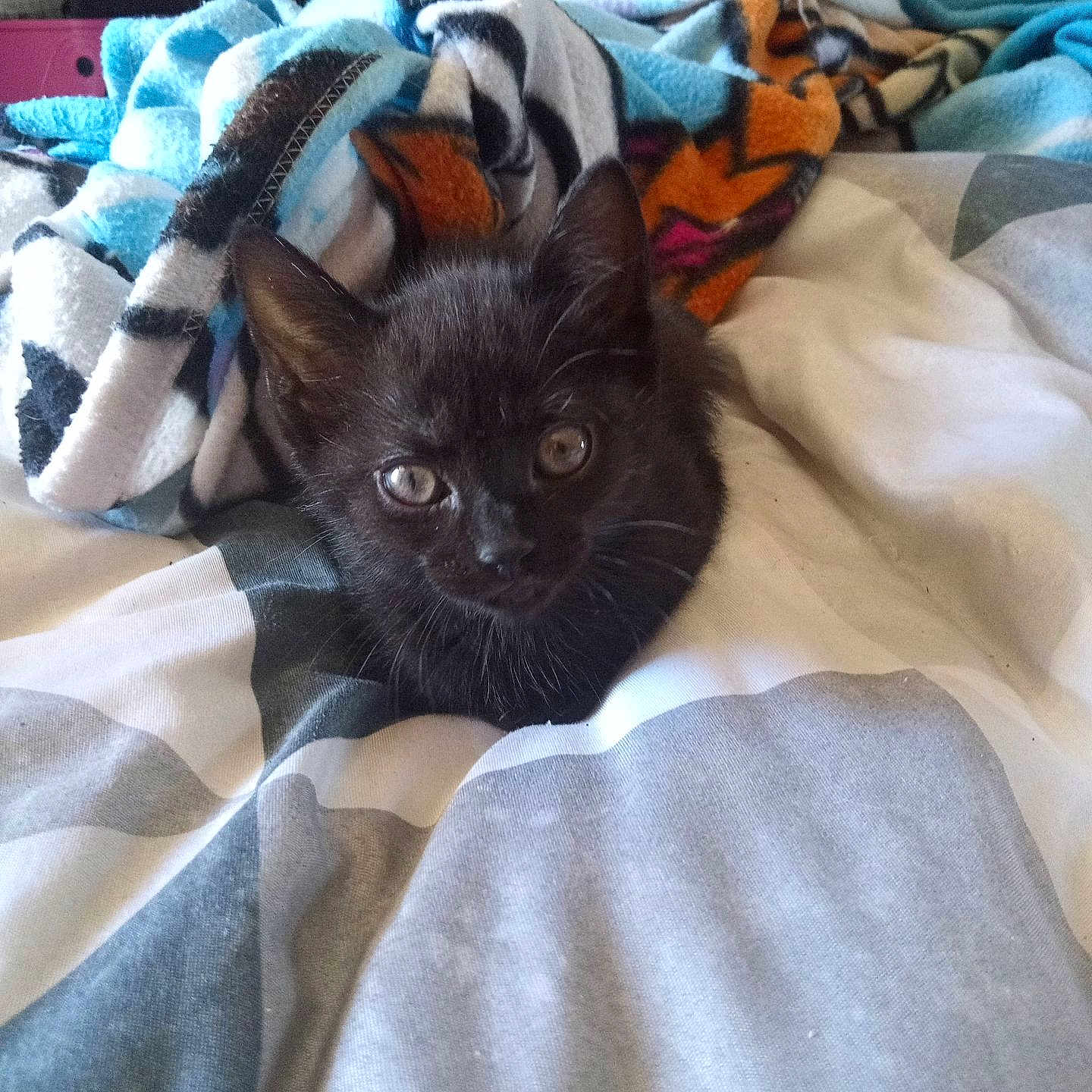 Vénus a rejoint le concours — aidez-le/la à gagner de superbes lots ! animal, architecture, bed, bedroom, blackcat, blanket, canine, cat, dog, furniture, homedecor, indoors, kitten, laundry, linen, pet, puppy, quilt, room, towel
