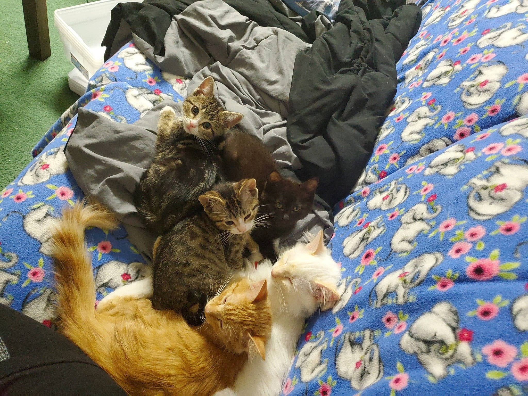 Marcy joined the competition — help win amazing prizes! canidae, carnivore, cat, dog_breed, domestic_long_haired_cat, european_shorthair, felidae, fur, kitten, nap, norwegian_forest_cat, sleep, small_to_medium_sized_cats