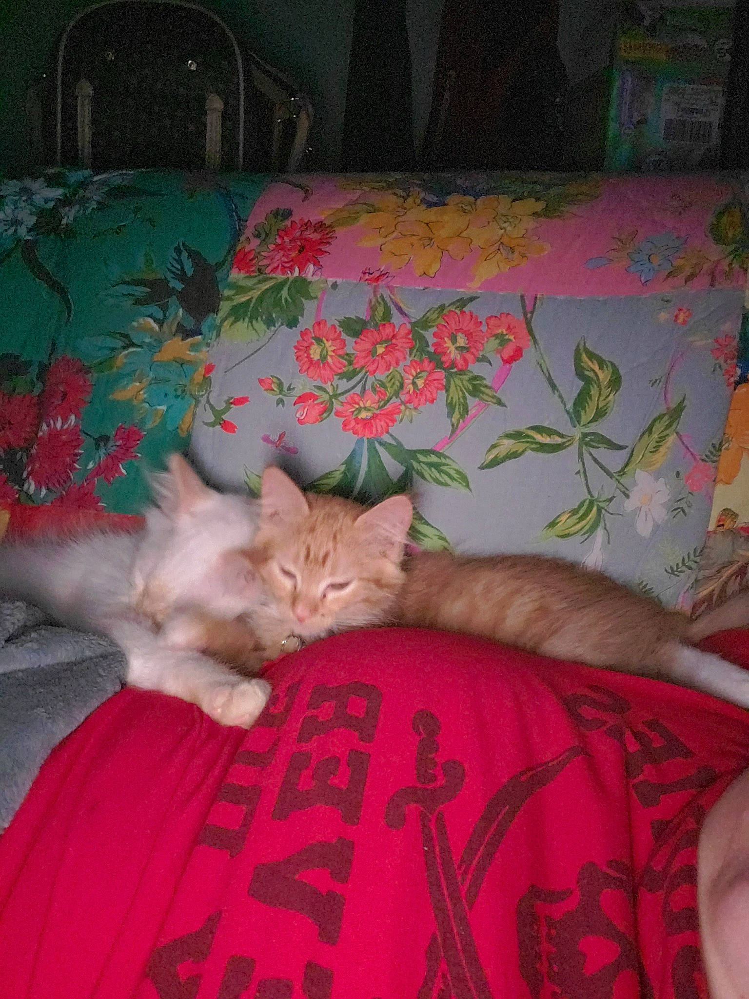 Marcy is registered to the contest to win money with this photo: asian, bed, bed_sheet, carnivore, cat, european_shorthair, fawn, felidae, fur, furniture, german_rex, kitten, linens, nap, pink, sleep, small_to_medium_sized_cats, tail, textile, whiskers