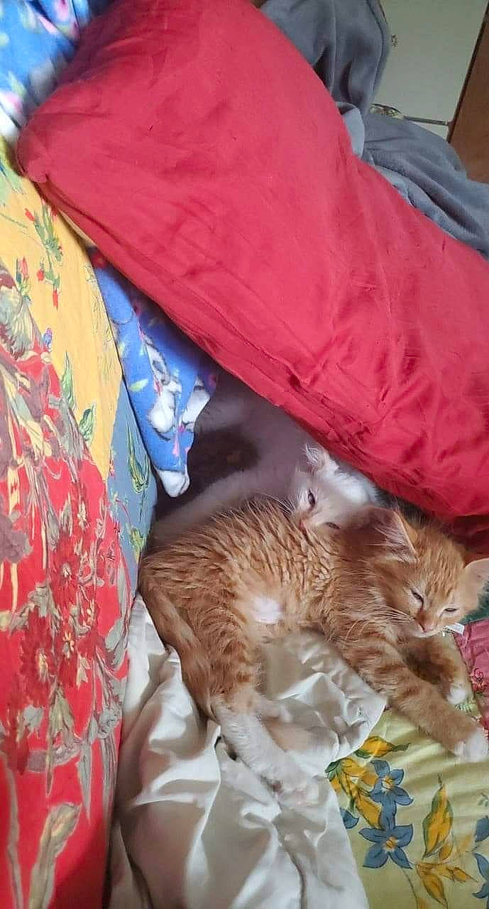 Marcy joined the competition — help win amazing prizes! carnivore, cat, fawn, felidae, kitten, nap, sleep, small_to_medium_sized_cats