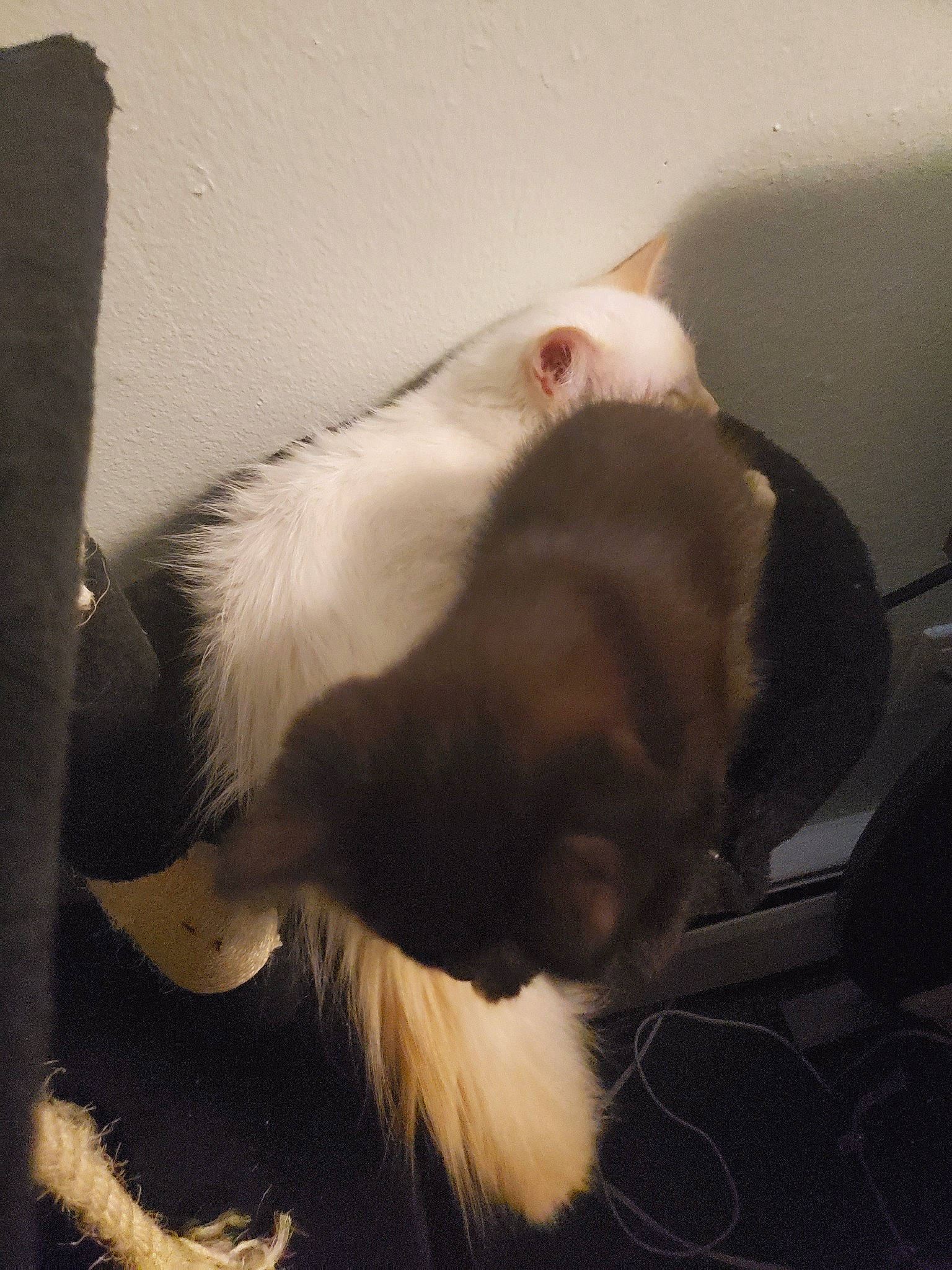 Olivia  joined the competition — help win amazing prizes! canidae, carnivore, dog_breed, ear, fawn, fur, snout, sporting_group, tail, whiskers