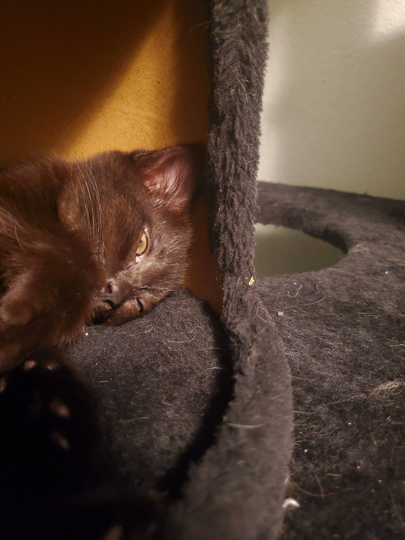 Olivia  is registered to the contest to win money with this photo: asian, british_semi_longhair, british_shorthair, carnivore, cat, chartreux, domestic_short_haired_cat, european_shorthair, eye, fawn, felidae, fur, german_rex, kitten, korat, nebelung, small_to_medium_sized_cats, snout, tail, whiskers