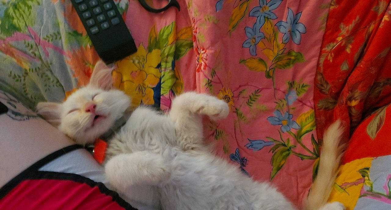 Elliott joined the competition — help win amazing prizes! american_curl, asian, carnivore, cat, felidae, fur, kitten, nap, persian, ragamuffin, ragdoll, small_to_medium_sized_cats, tail, turkish_angora, turkish_van, whiskers