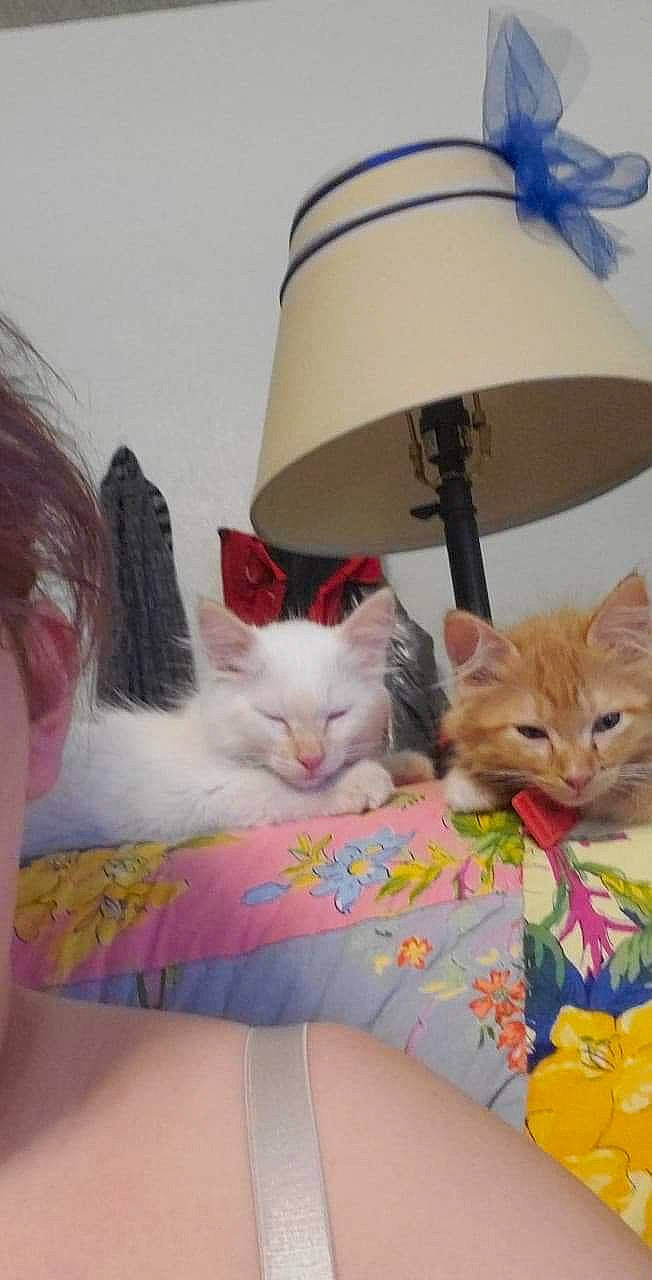 Elliott joined the competition — help win amazing prizes! carnivore, cat, domestic_short_haired_cat, fawn, felidae, hat, headgear, kitten, norwegian_forest_cat, persian, ragdoll, small_to_medium_sized_cats, turkish_angora, turkish_van, whiskers