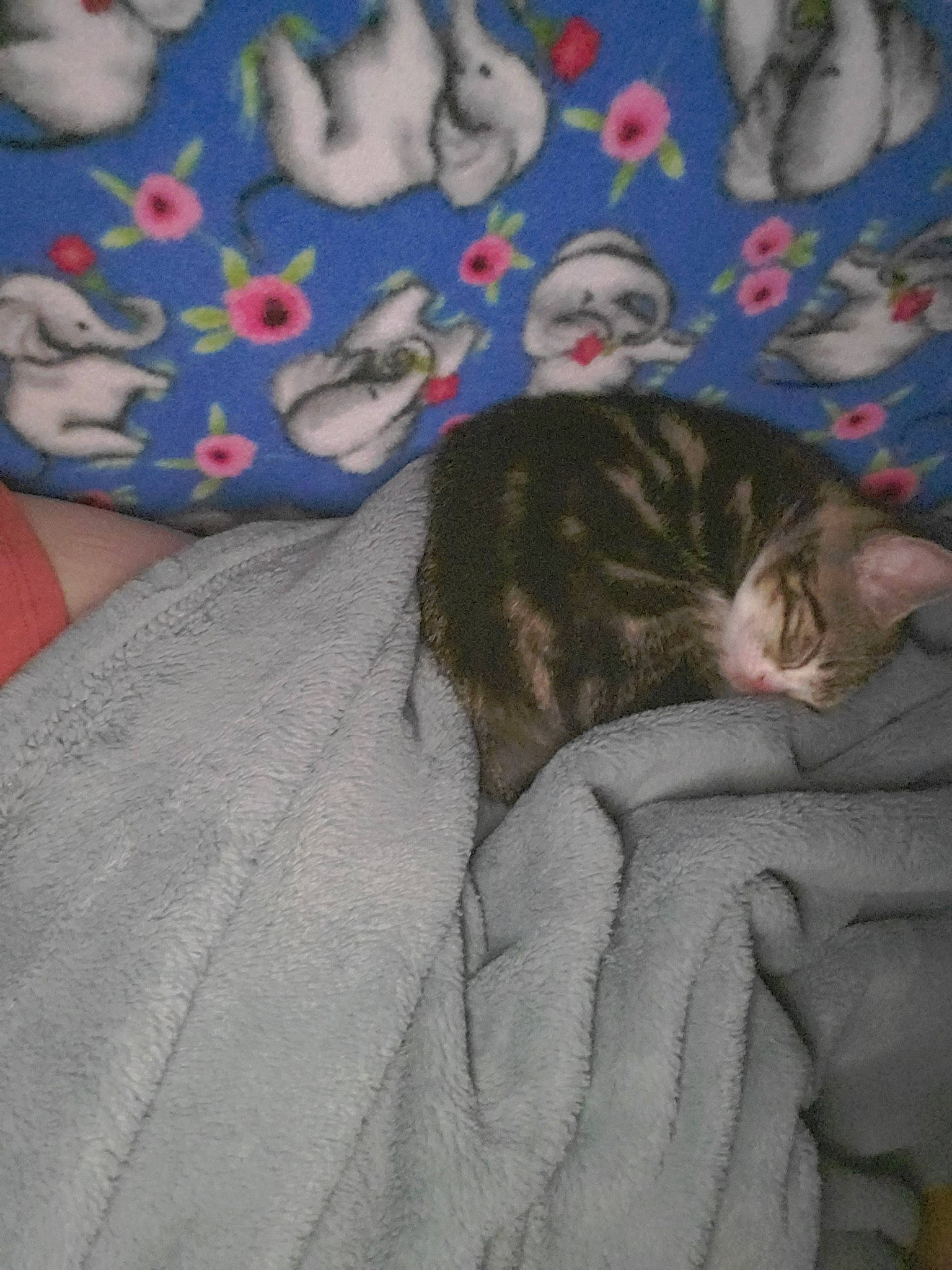 Savi is registered to the contest to win money with this photo: bed_sheet, bedtime, cat, nap, sleep, textile