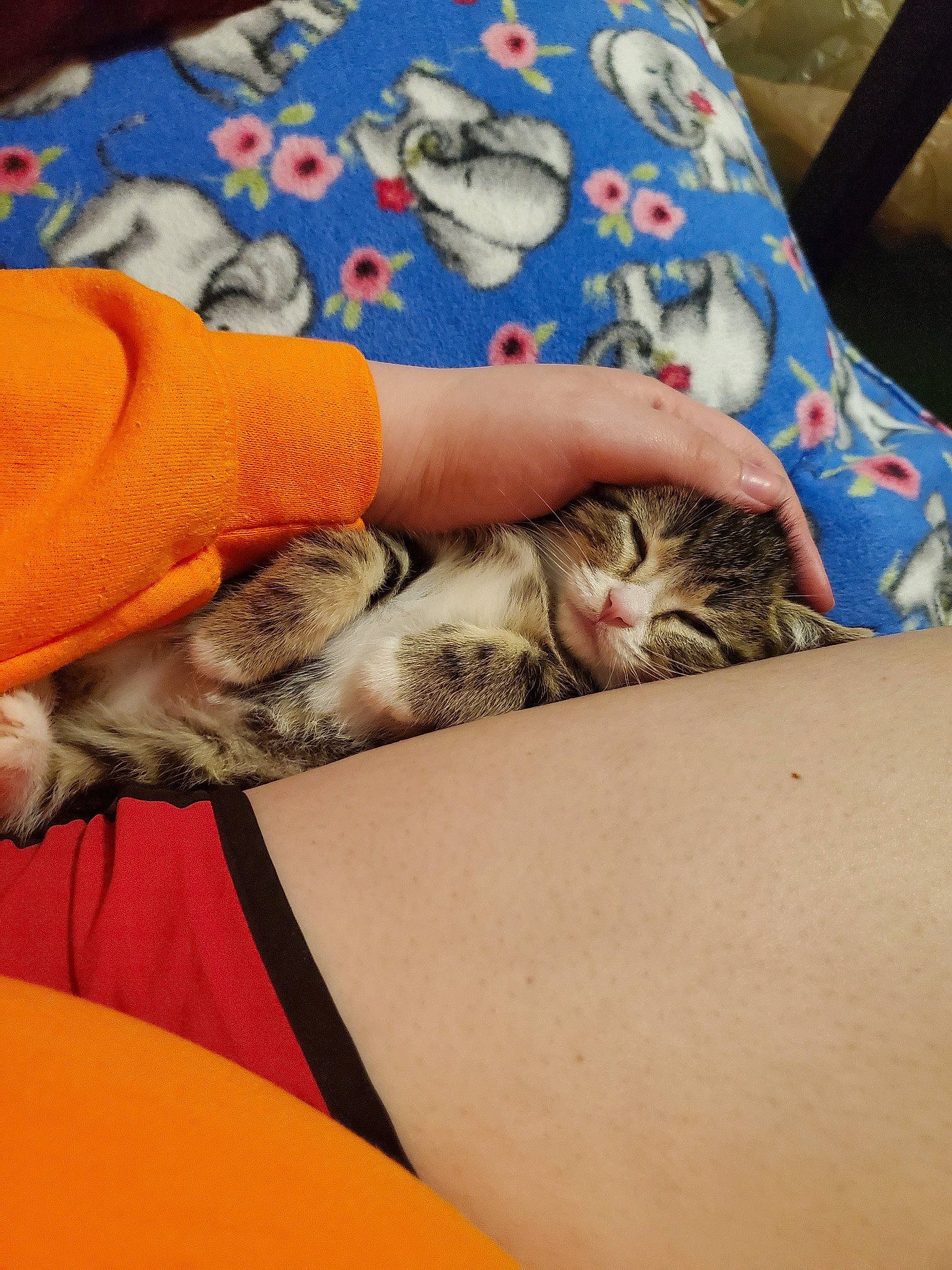 Savi joined the competition — help win amazing prizes! american_shorthair, asian, carnivore, cat, domestic_short_haired_cat, european_shorthair, felidae, kitten, leg, nap, paw, polydactyl_cat, sleep, small_to_medium_sized_cats, tabby_cat, whiskers