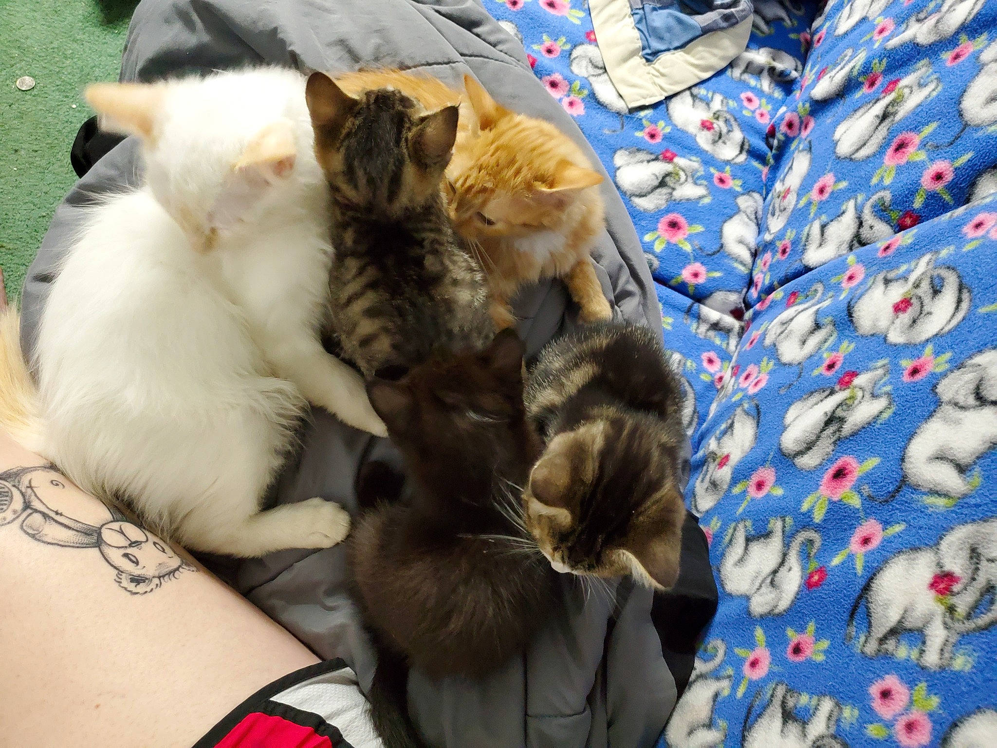 Savi is registered to the contest to win money with this photo: aegean_cat, asian, carnivore, cat, claw, domestic_long_haired_cat, felidae, fur, german_rex, kitten, mammal, nap, norwegian_forest_cat, paw, polydactyl_cat, ragamuffin, small_to_medium_sized_cats, whiskers