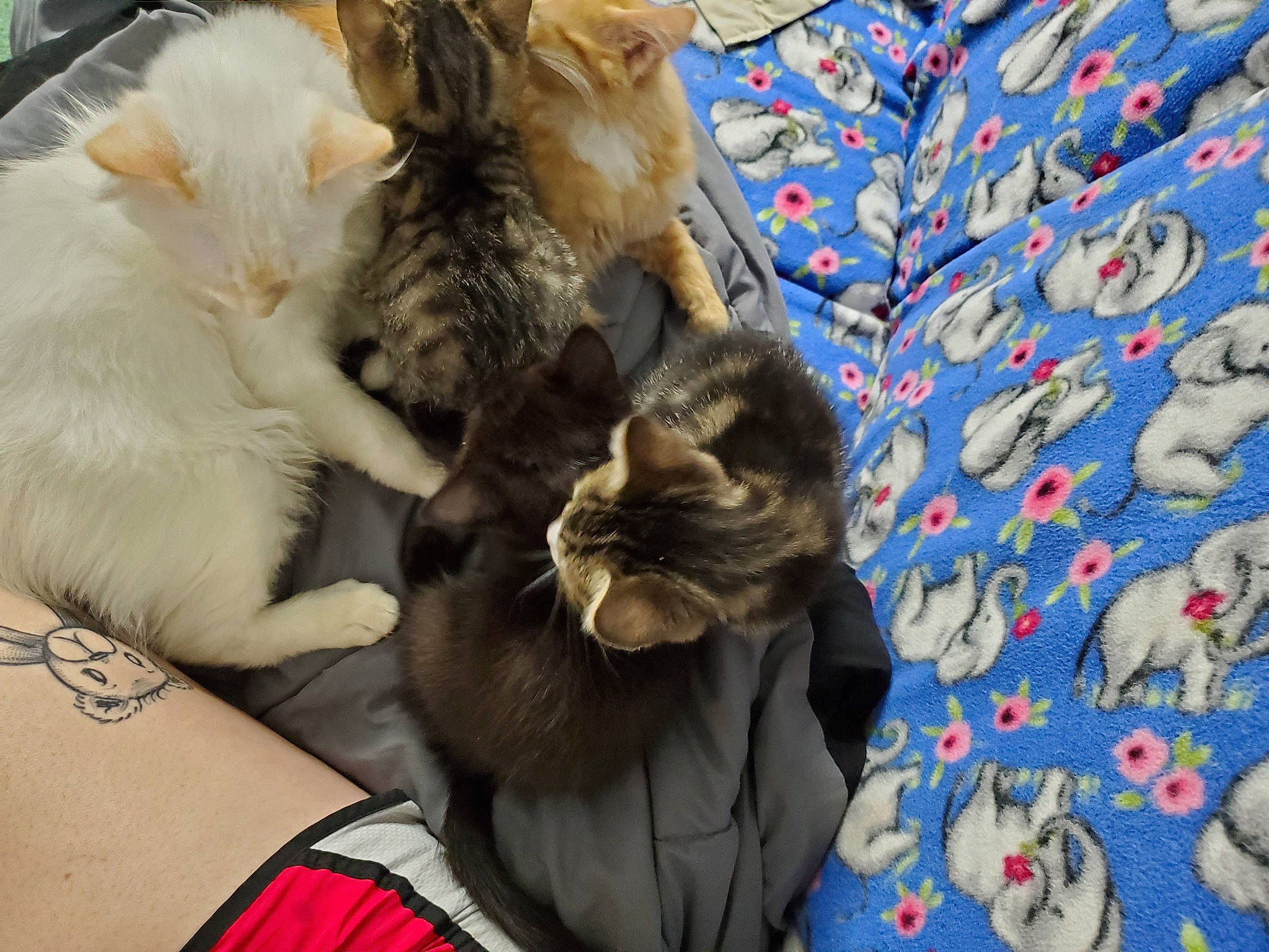 Savi is registered to the contest to win money with this photo: asian, carnivore, cat, domestic_long_haired_cat, european_shorthair, felidae, fur, german_rex, kitten, mammal, norwegian_forest_cat, paw, small_to_medium_sized_cats, whiskers