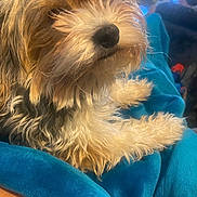 Nova is registered to the contest to win money with this photo: dog, fluffy, scruffy, fur, blanket, blue, cozy, relaxed, pet, animal, indoor, closeup, cute, soft, comfort, laying, muzzle, paw, curious, snout
