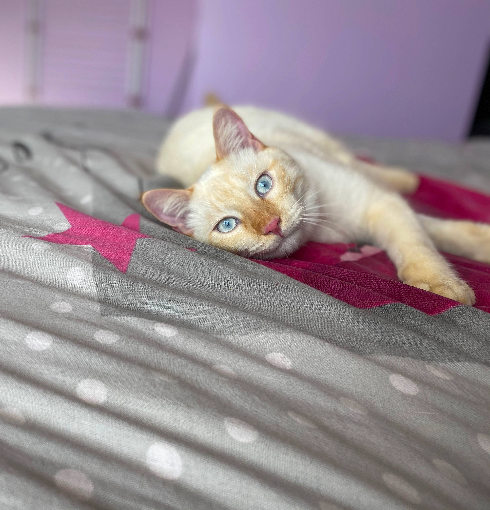 Loulou a rejoint le concours — aidez-le/la à gagner de superbes lots ! aegean_cat, asian, bed, bed_sheet, carnivore, cat, colorpoint_shorthair, european_shorthair, eye, fawn, felidae, floor, fur, kitten, pink, singapura, small_to_medium_sized_cats, tabby_cat, turkish_angora, whiskers