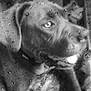 dog, black_and_white, rain, water_droplets, window, blur, face, animal, pet, closeup, moody, wet, collar, profile, outdoor, gaze, texture, reflection, monochrome, soft_focus