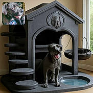 Eden a rejoint le concours — aidez-le/la à gagner de superbes lots ! animal, black_dog, close_up, cute, decor, dog, dog_house, floor, happy, home_interior, indoor, modern_design, pet, pet_accessory, portrait, sitting, stairs, tongue_out, water_bowl, window