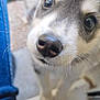 animal, canine, clothing, dog, eskimodog, hound, husky, pants, pet, puppy, snout, whitedog