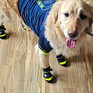 Carl is registered to the contest to win money with this photo: dog, golden_retriever, pet_clothing, dog_boots, tongue_out, indoor, wooden_floor, blue_shirt, canine, animal, cute, happy, pet, fur, domestic_animal, standing, looking, playful, friendly, house