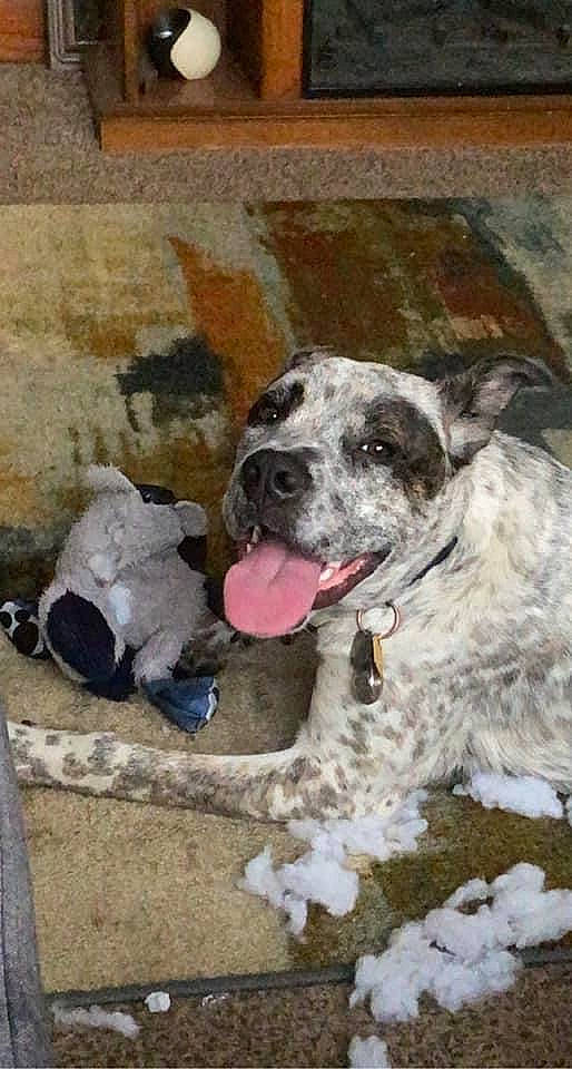 Ramen joined the competition — help win amazing prizes! canidae, carnivore, collar, companion_dog, dog, dog_breed, dog_collar, fawn, fur, mammal, non_sporting_group, paw, snout, snow, sporting_group, street_dog, vertebrate, winter, working_animal, working_dog