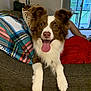 Carter joined the competition — help win amazing prizes! blanket, brown_and_white, couch, dog, ears, fur, greenery, happy, indoor, living_room, nose, patio, person, pet, plaid, red_shirt, relaxed, smiling, tongue_out, window
