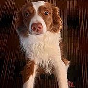 Carter is registered to the contest to win money with this photo: animal, brown, carpet, close_up, companion, curious, cute, dog, domestic, ears, eyes, front_legs, fur, indoor, looking_up, mammal, nose, pet, standing, white