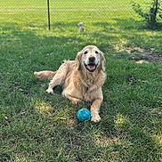 Sammy joined the competition — help win amazing prizes! dog, golden_retriever, grass, ball, outdoor, pet, animal, happy, playful, nature, sunlight, fence, yard, canine, mammal, resting, summer, domestic_animal, tongue_out, smiling