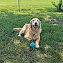 dog, golden_retriever, grass, ball, outdoor, pet, animal, happy, playful, nature, sunlight, fence, yard, canine, mammal, resting, summer, domestic_animal, tongue_out, smiling