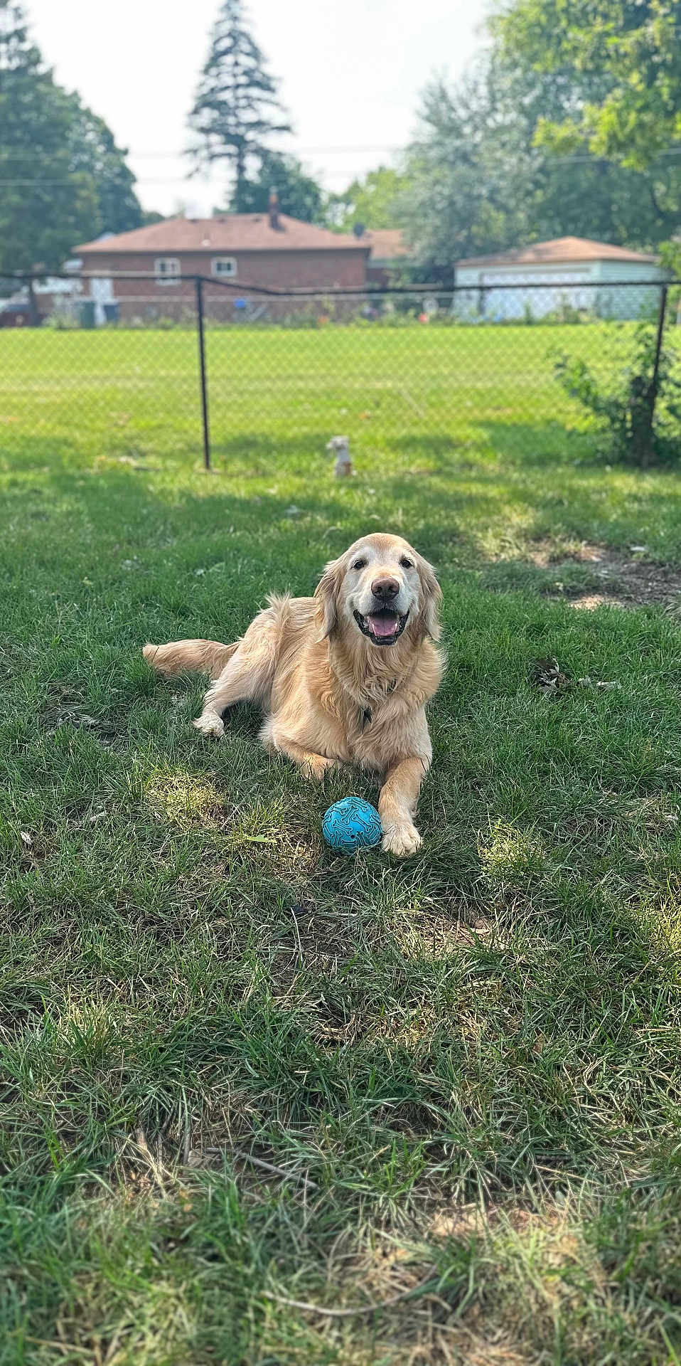 Sammy joined the competition — help win amazing prizes! dog, golden_retriever, grass, ball, outdoor, pet, animal, happy, playful, nature, sunlight, fence, yard, canine, mammal, resting, summer, domestic_animal, tongue_out, smiling