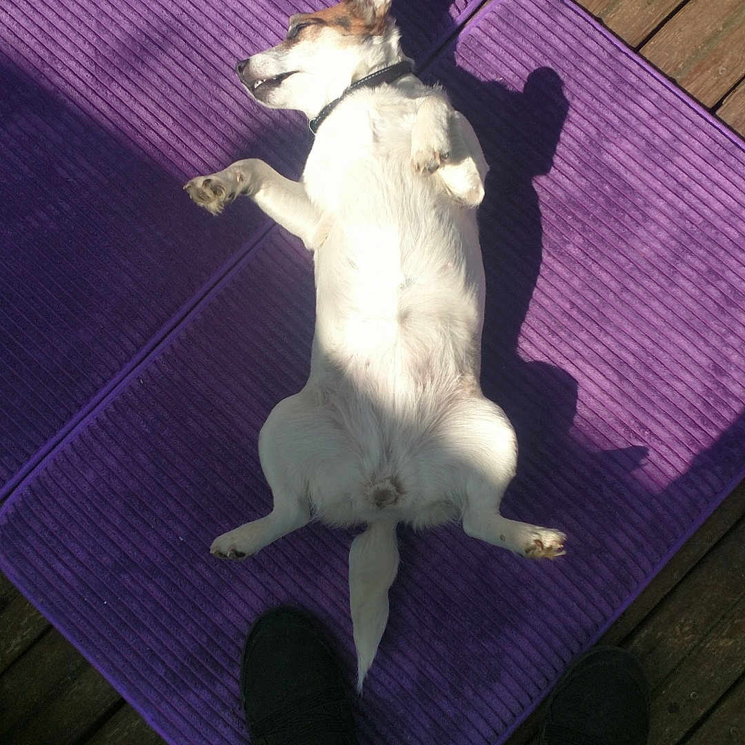 Louloue a rejoint le concours — aidez-le/la à gagner de superbes lots ! accessories, animal, canine, chihuahua, clothing, dog, footwear, homedecor, hound, husky, jeans, mat, pants, person, pet, puppy, purple, shoe, strap, wood