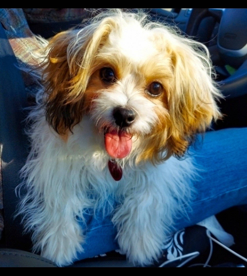 Lola is registered to the contest to win money with this photo: biewer_terrier, canidae, carnivore, companion_dog, dog, dog_breed, eye, fur, liver, maltepoo, non_sporting_group, puppy, small_terrier, snout, sporting_group, terrier, toy_dog, water_dog, whiskers