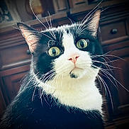 Pepper is registered to the contest to win money with this photo: cat, black_and_white, tuxedo_cat, animal, pet, portrait, close_up, face, eyes, whiskers, ears, fur, short_hair, green_eyes, indoors, wooden_cabinet, home, staring, alert, funny