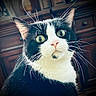 cat, black_and_white, tuxedo_cat, animal, pet, portrait, close_up, face, eyes, whiskers, ears, fur, short_hair, green_eyes, indoors, wooden_cabinet, home, staring, alert, funny
