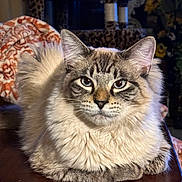 Smudge is registered to the contest to win money with this photo: cat, fluffy, animal, pet, table, indoor, cozy, feline, fur, whiskers, ears, face, eyes, resting, domestic, mammal, home, leopard_print, blanket, wood
