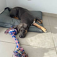Akira participe au concours pour gagner de l'argent avec cette photo : dog, pet, indoor, floor, cushion, toy, rope_toy, brown, gray, tile_floor, relaxed, lying_down, playful, shadow, natural_light, wall_socket, resting, ears, paw, looking
