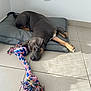 dog, pet, indoor, floor, cushion, toy, rope_toy, brown, gray, tile_floor, relaxed, lying_down, playful, shadow, natural_light, wall_socket, resting, ears, paw, looking