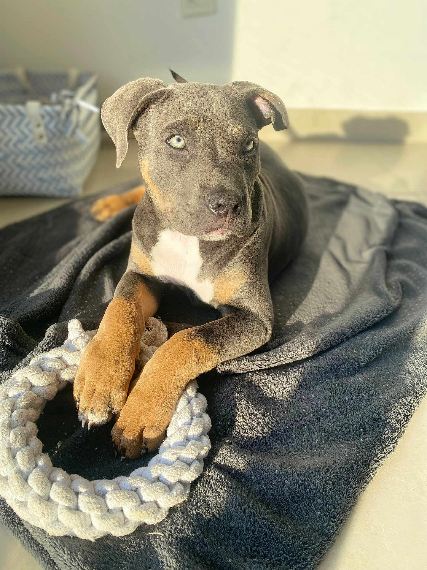 Akira a rejoint le concours — aidez-le/la à gagner de superbes lots ! puppy, dog, blanket, toy, rope_toy, indoor, sunlight, animal, pet, laying, brown_paws, gray_fur, white_chest, floor, shadow, cozy, cute, domestic_animal, young_dog, relaxed