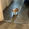 puppy, dog, animal, pet, floor, hallway, shadow, indoor, young, small, cute, brown_and_white, curious, standing, concrete_floor, door, corner, lighting, reflection, domestic
